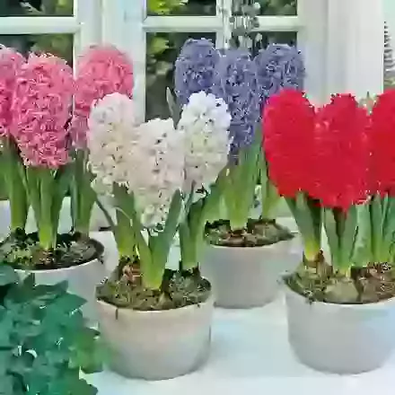Special Indoor Collections